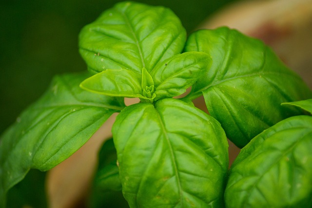 leaves-739286_640